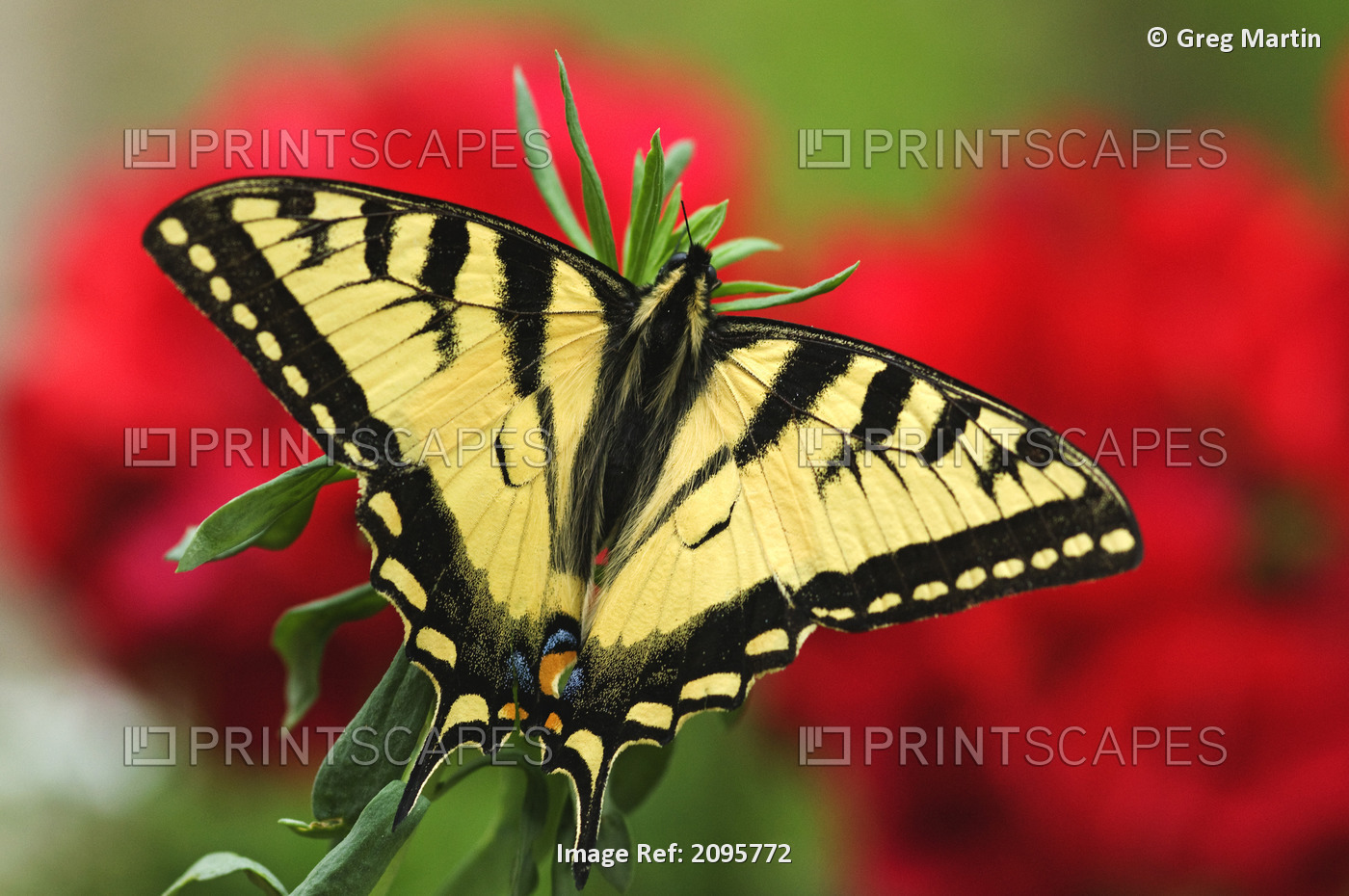 Close Up Of A Canadian Tiger Swallowtail Butterfly With Red Geraniam Flowers In ...