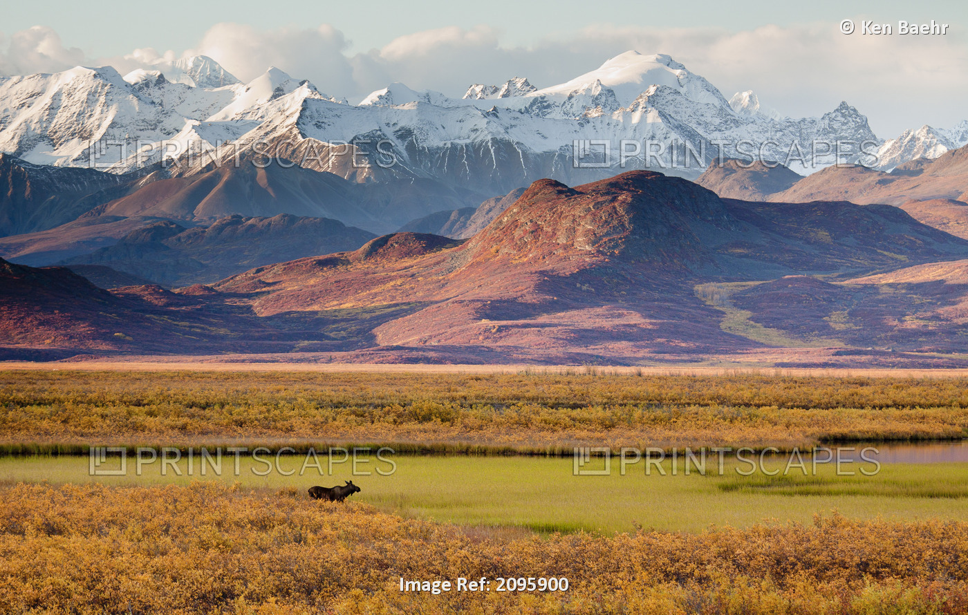Scenic View Of The Alaska Range Along The Maclaren River Valley With A Moose In ...