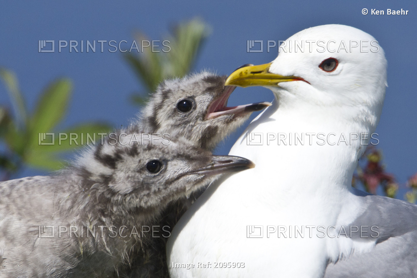 Close Up Of A Mew Gull With Two Hungry Chicks, Potter Marsh, Southcentral ...