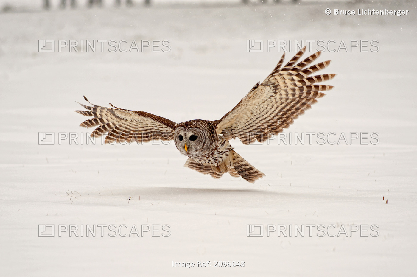 Barred Owl Swoops Down To Catch A Mouse On Top Of The Snow, Ontario, Canada, ...