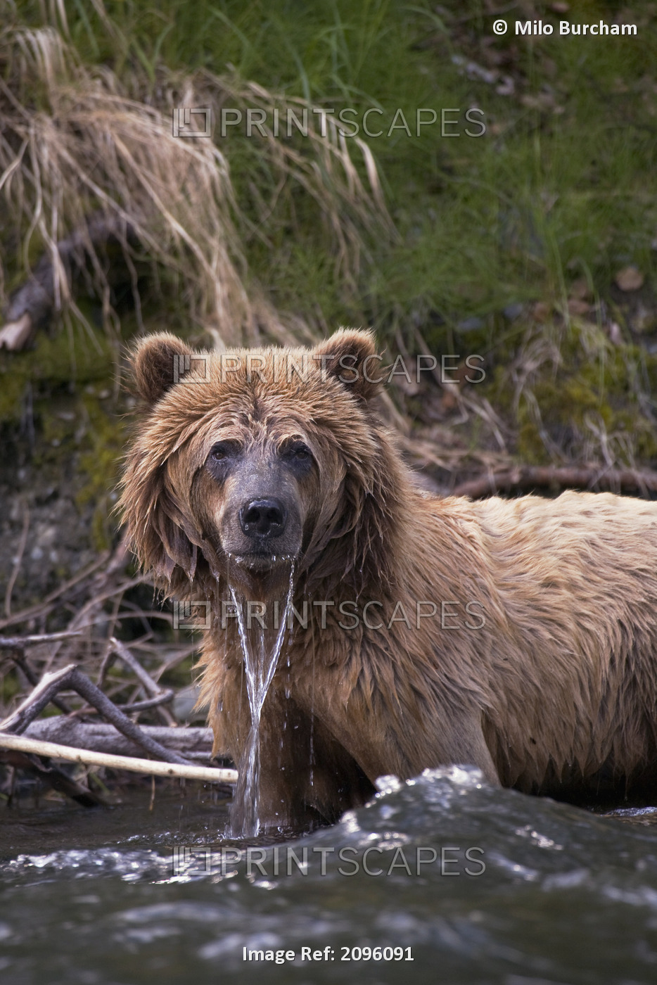 View Of Brown Bear Standing In The Russian River With Water Dripping From Its ...