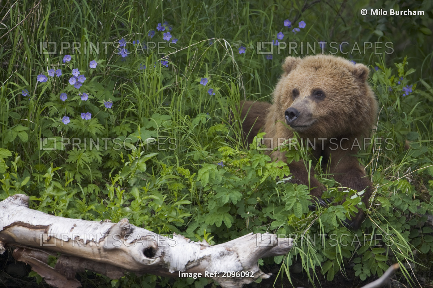 View Of Brown Bear Resting In A Patch Of Wild Geraniums, Russian River, Kenai ...