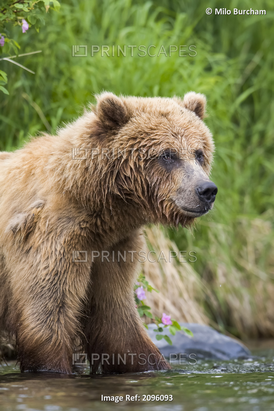 View Of Brown Bear Standing Near The Shore Of The Russian River, Kenai ...