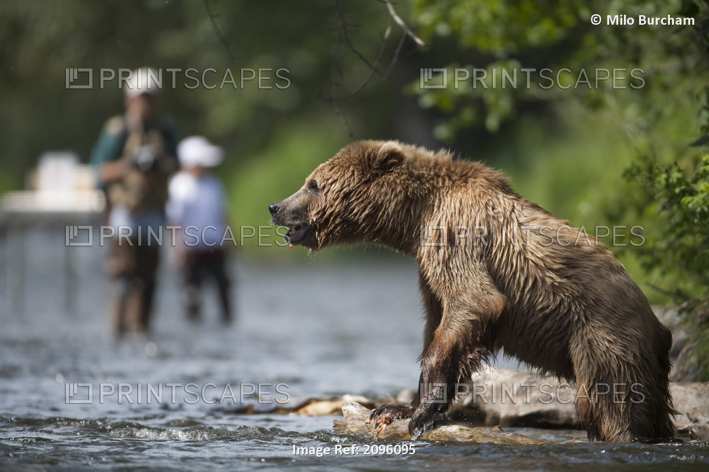 Brown Bear Standing On The Shore Of The Russian River With Anglers In The ...