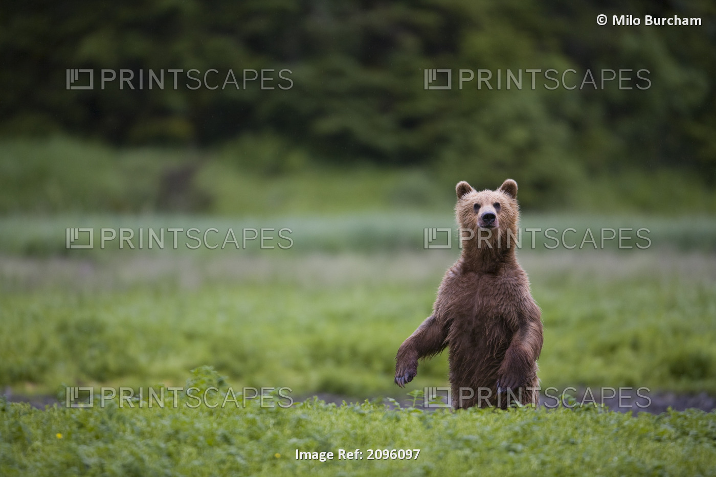 View Of A Brown Bear Standing Alert In A Meadow, Prince William Sound, Chugach ...