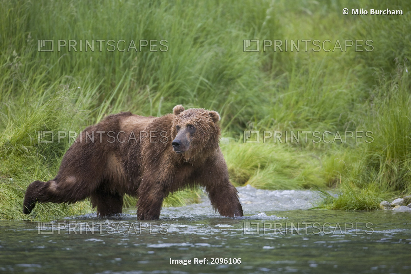 Brown Bear Wades Through A Stream Near Prince William Sound, Chugach Mountains, ...