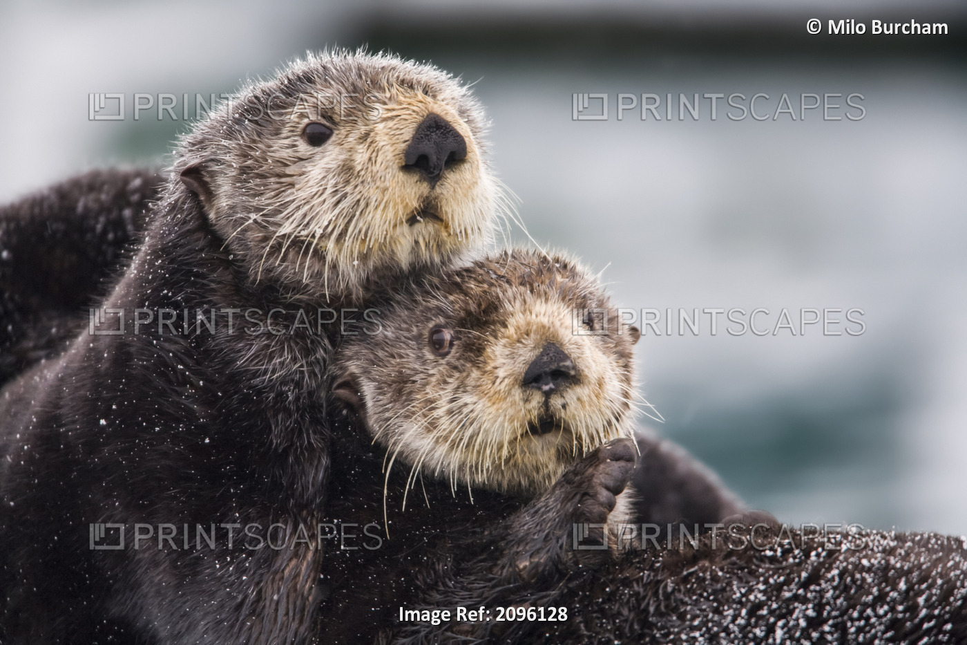 Close Up View Of Sea Otters Huddled Together, Prince William Sound, ...