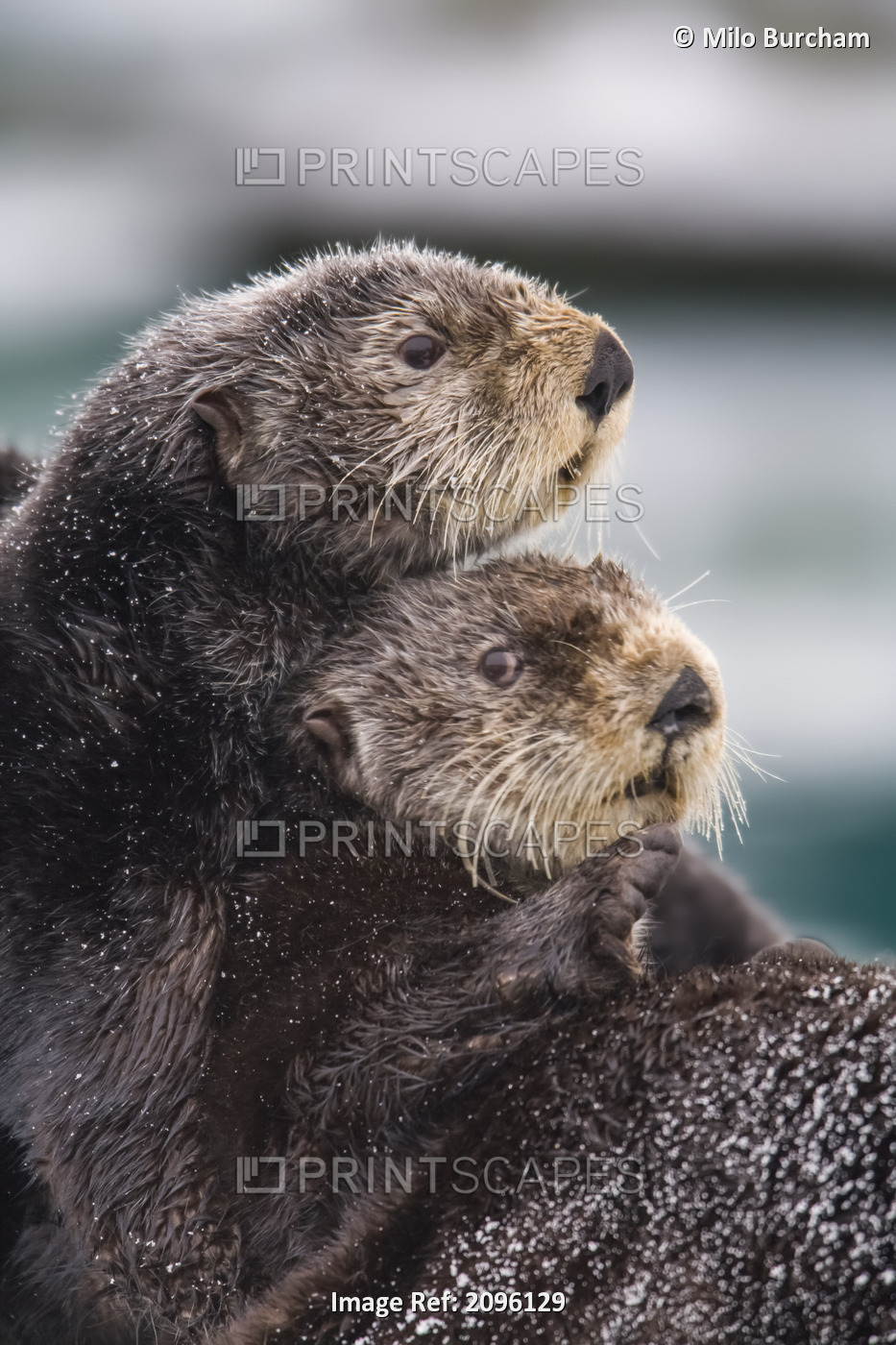 Close Up View Of Sea Otters Huddled Together, Prince William Sound, ...