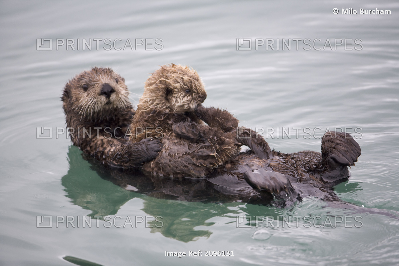 Female Sea Otter Holds Newborn Pup While Floating In Prince William Sound, ...