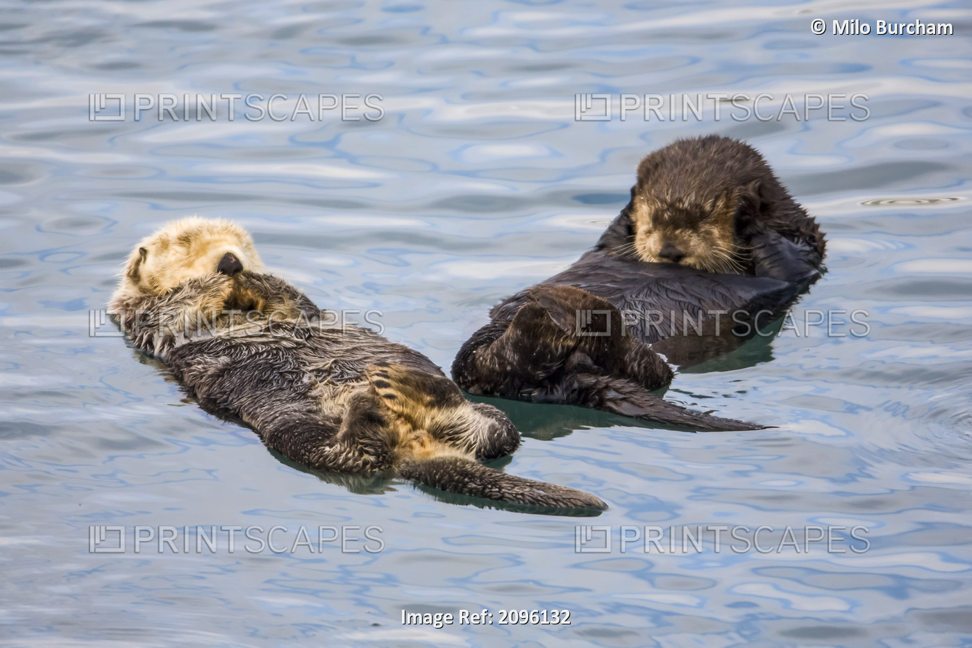 Pair Of Sea Otters Floating In Prince William Sound, Alaska, Southcentral, Fall
