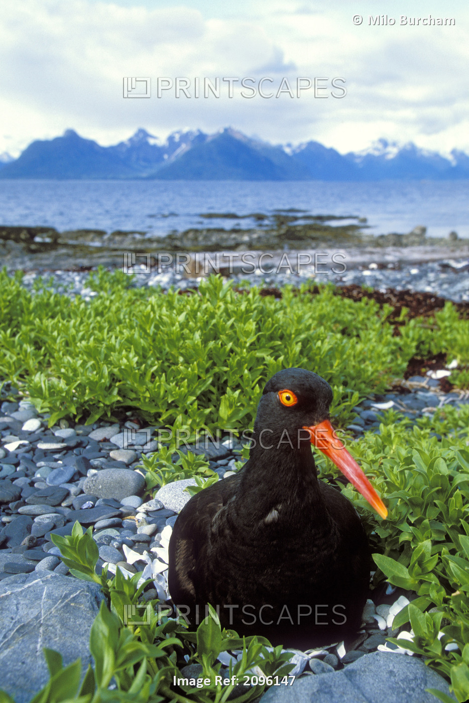 Black Oystercatcher On Nest Showing With Port Gravina And Chugach Mountains In ...
