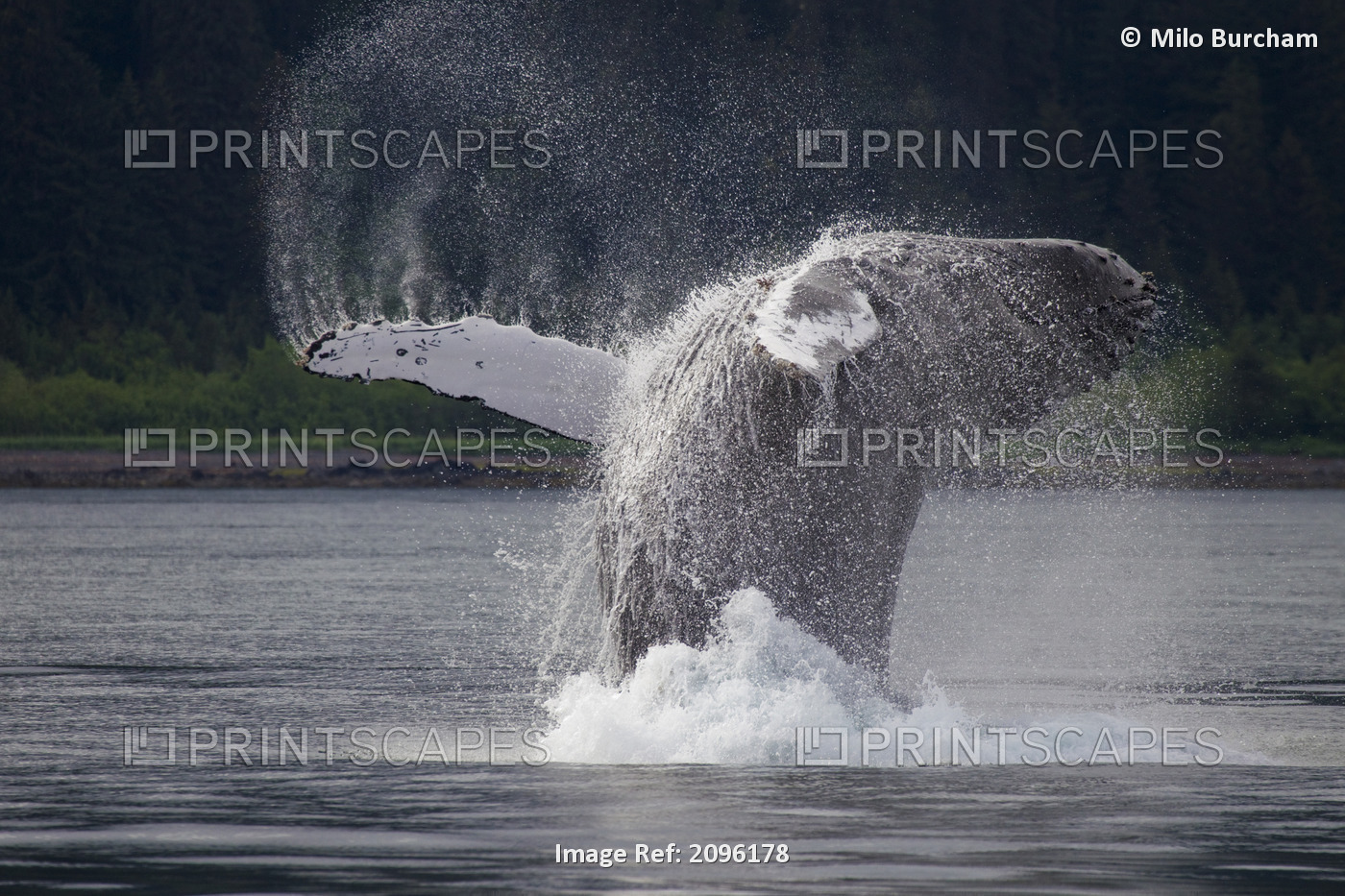 Humpback Whale Breaching In Front Of Montague Island, Prince William Sound, ...