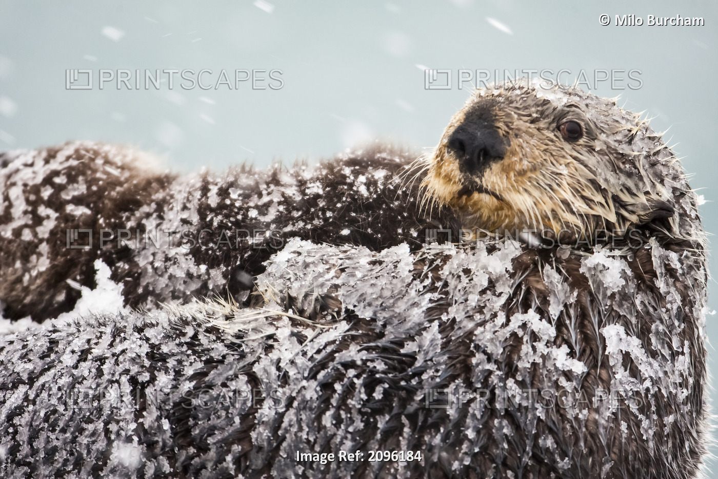 Sea Otter With Snow Covering Fur Holding Newborn Pup During Blizzard, Prince ...