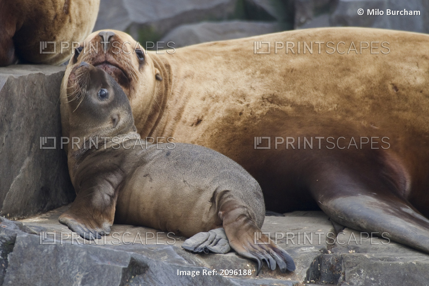 Steller Sea Lion Female And Young Pup Basking On Rock, Prince William Sound, ...