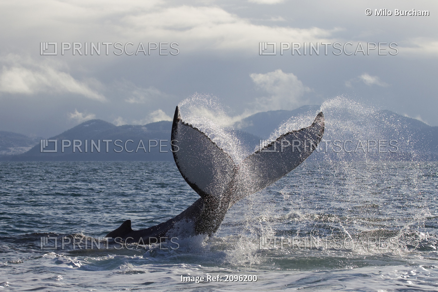 Humpback Whale Tail Slapping Surface Of Prince William Sound, Southcentral ...