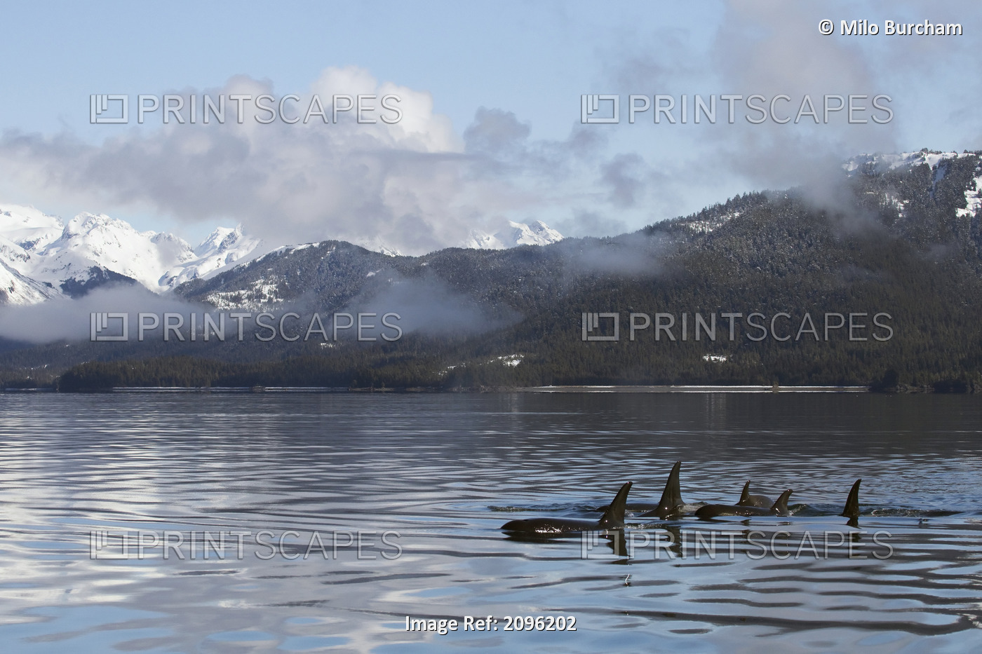 Killer Whale Pod Showing Dorsal Fins On Glassy Calm Surface Of Prince William ...