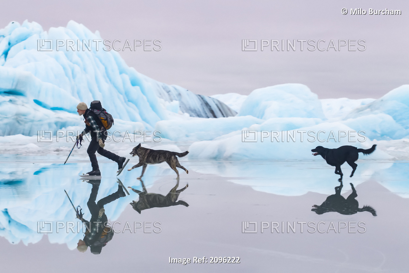 Man Ice Skating At Sheridan Glacier With Two Dogs Reflecting In Thin Layer Of ...