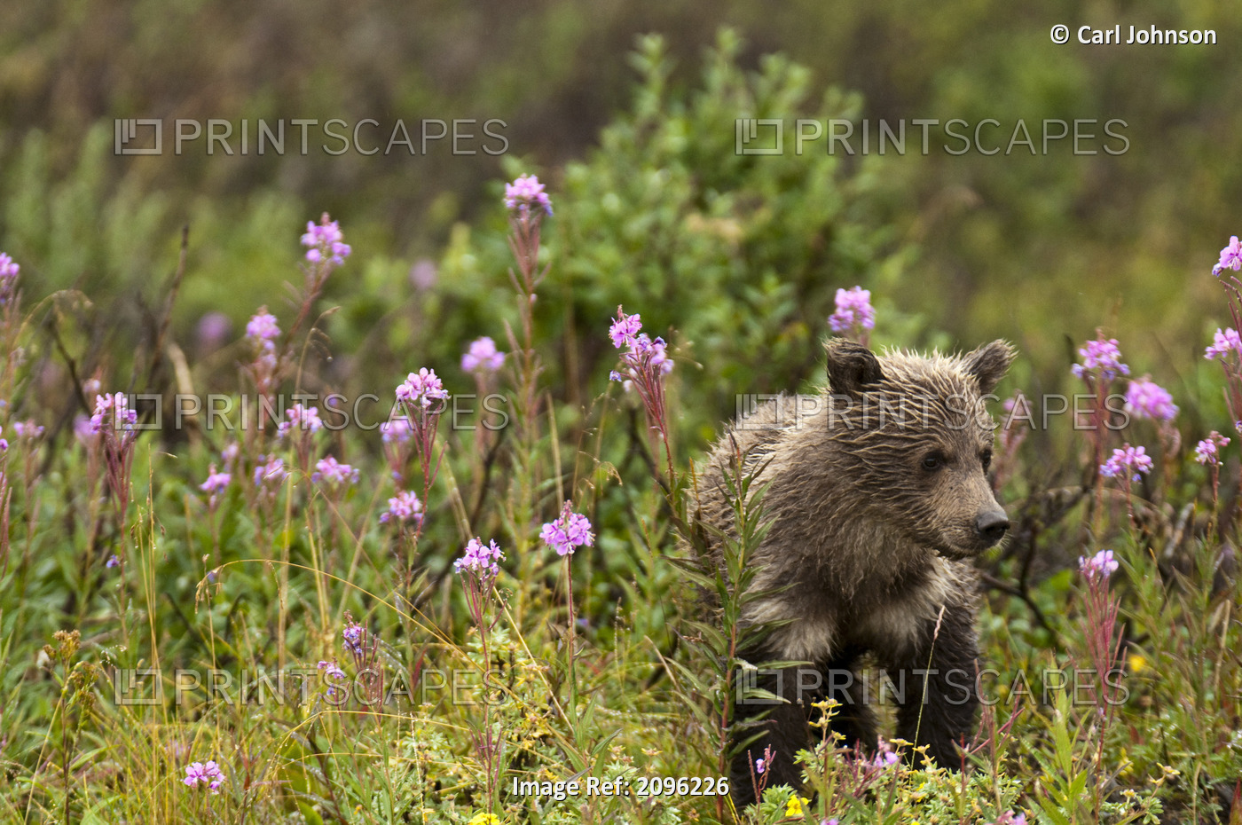 Young Brown Bear Cub Walks Among Blooming Fireweed In The Rain, Sable Pass, ...