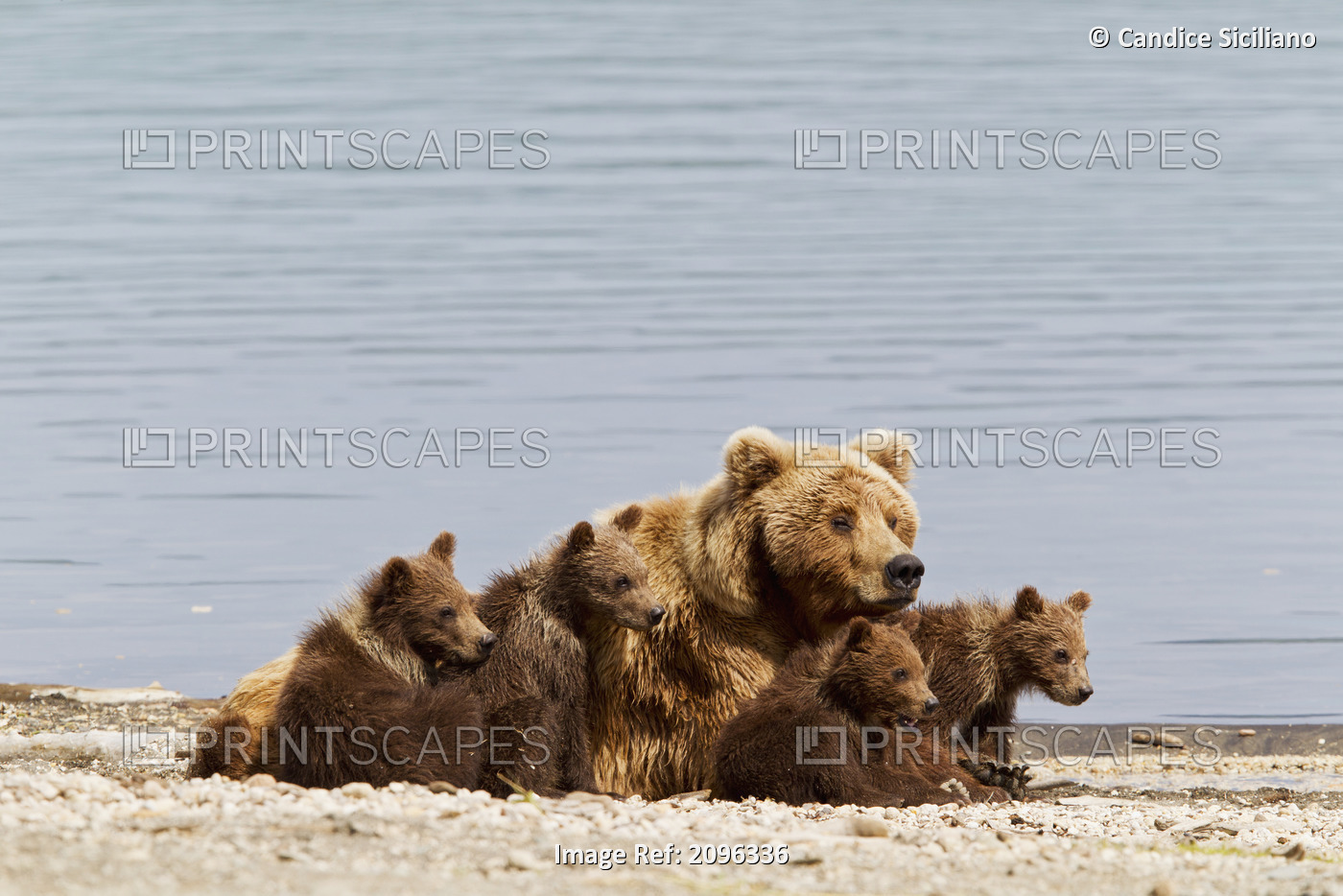 A Brown Bear Sow Rests With 4 Of Her Spring Cubs On The Beach Of Naknek Lake, ...