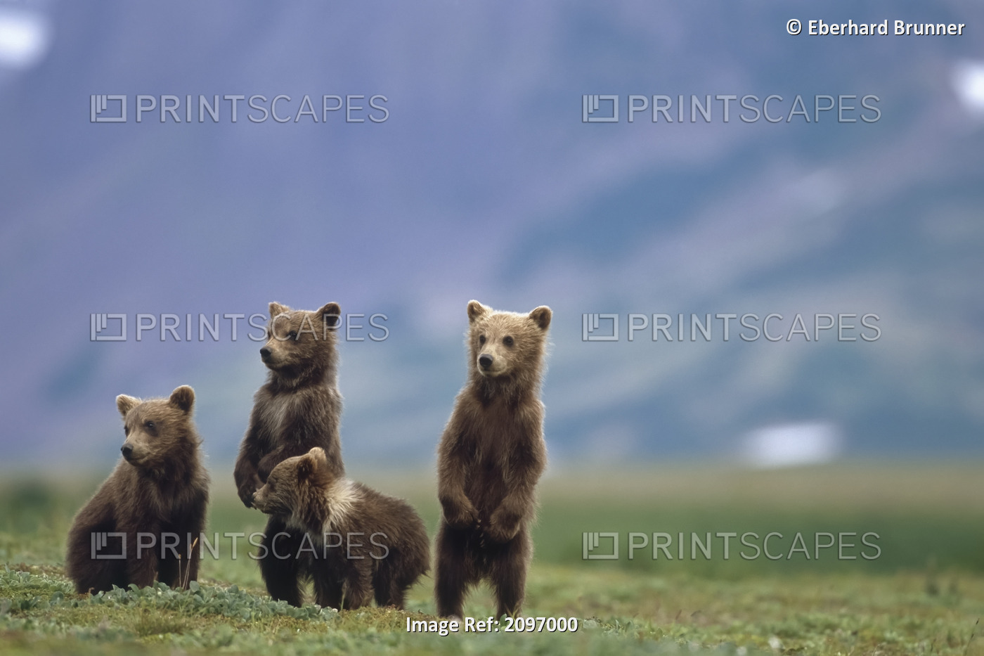 4 Young Brown Bear Cubs Standing Together On Tundra Katmai National Park ...