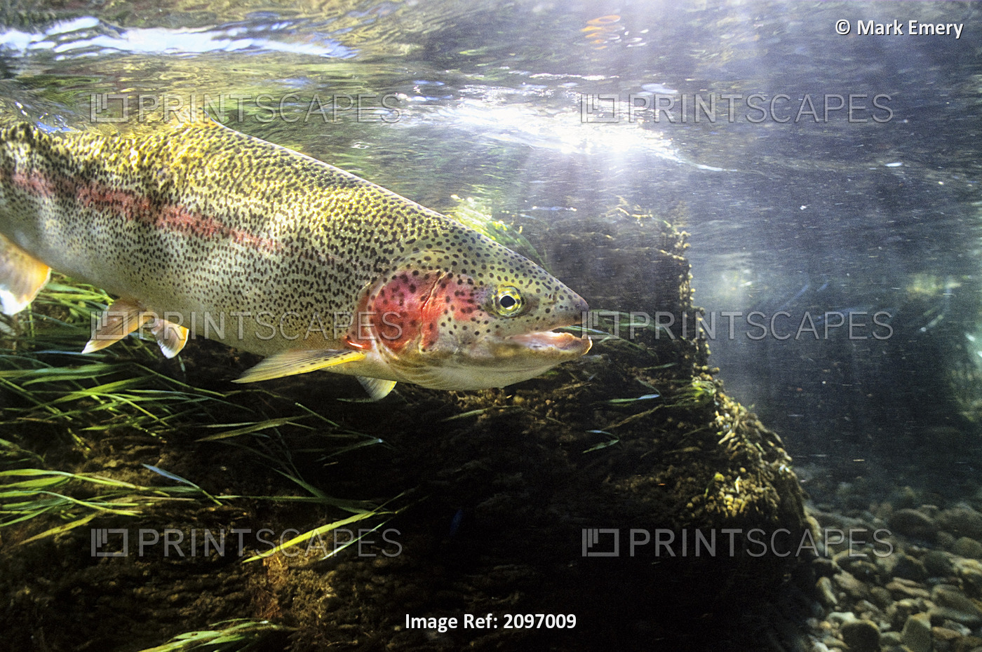 Rainbow Trout In The Kulik River, Katmai National Park, Southwestern Alaska, ...