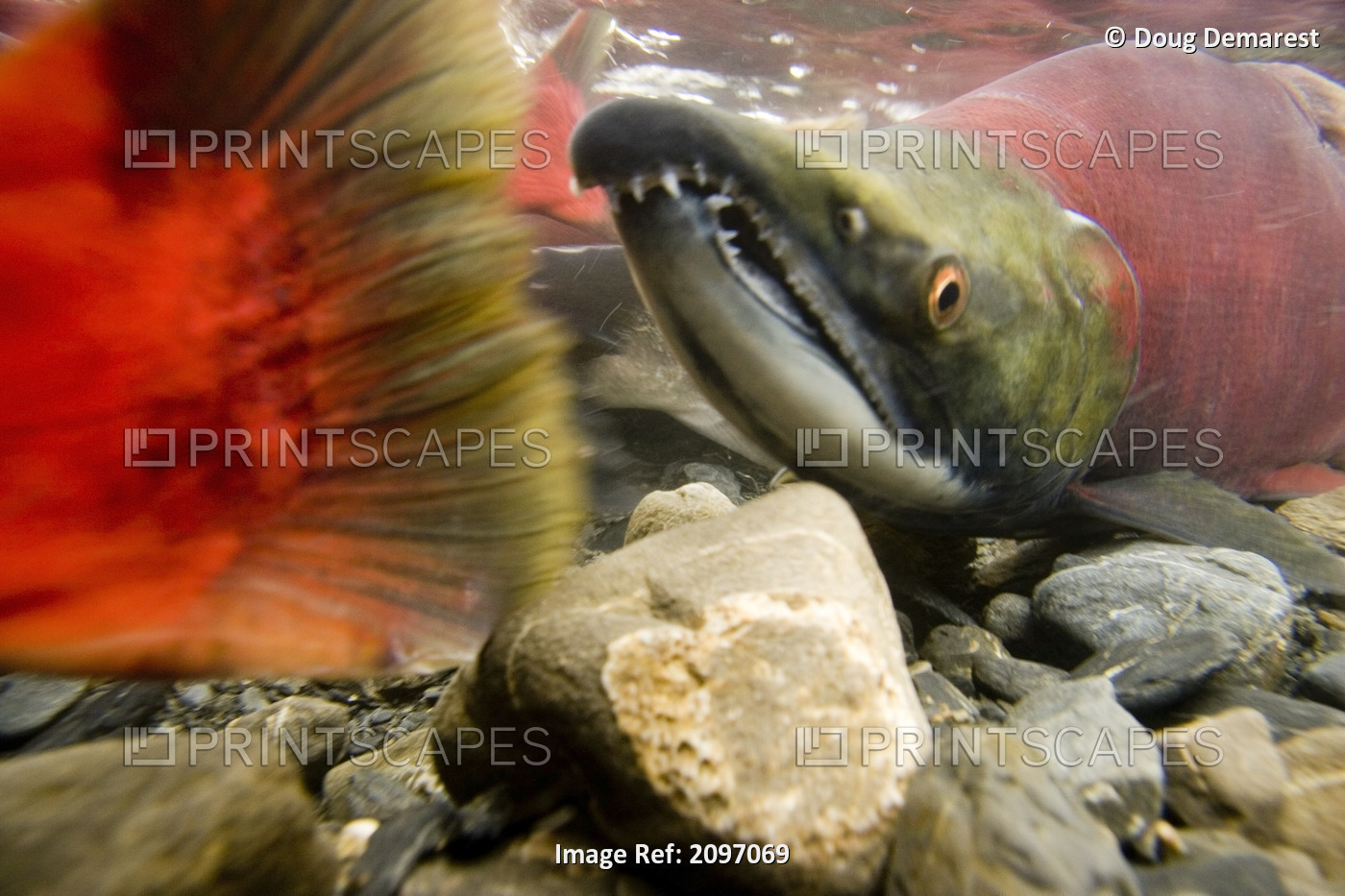 Close Up Underwater View Of Sockeye Red Salmon In Spawning Phase Bear Creek ...