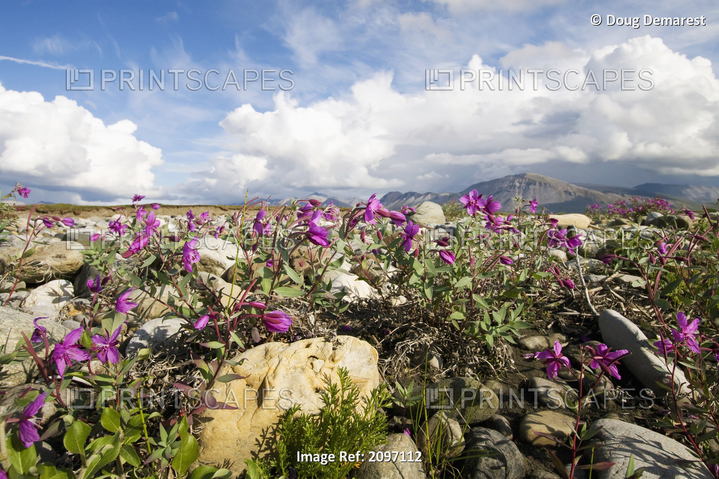 Dwarf Fireweed Bloom Along The Canning River In Anwr. Summer In Arctic Alaska.