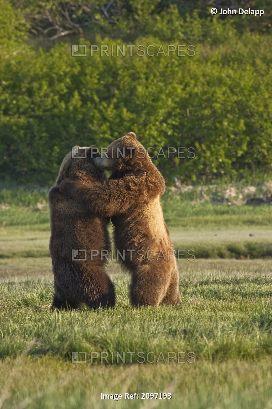 Two Brown Bears Play Fighting, Katmai National Park, Southwest Alaska