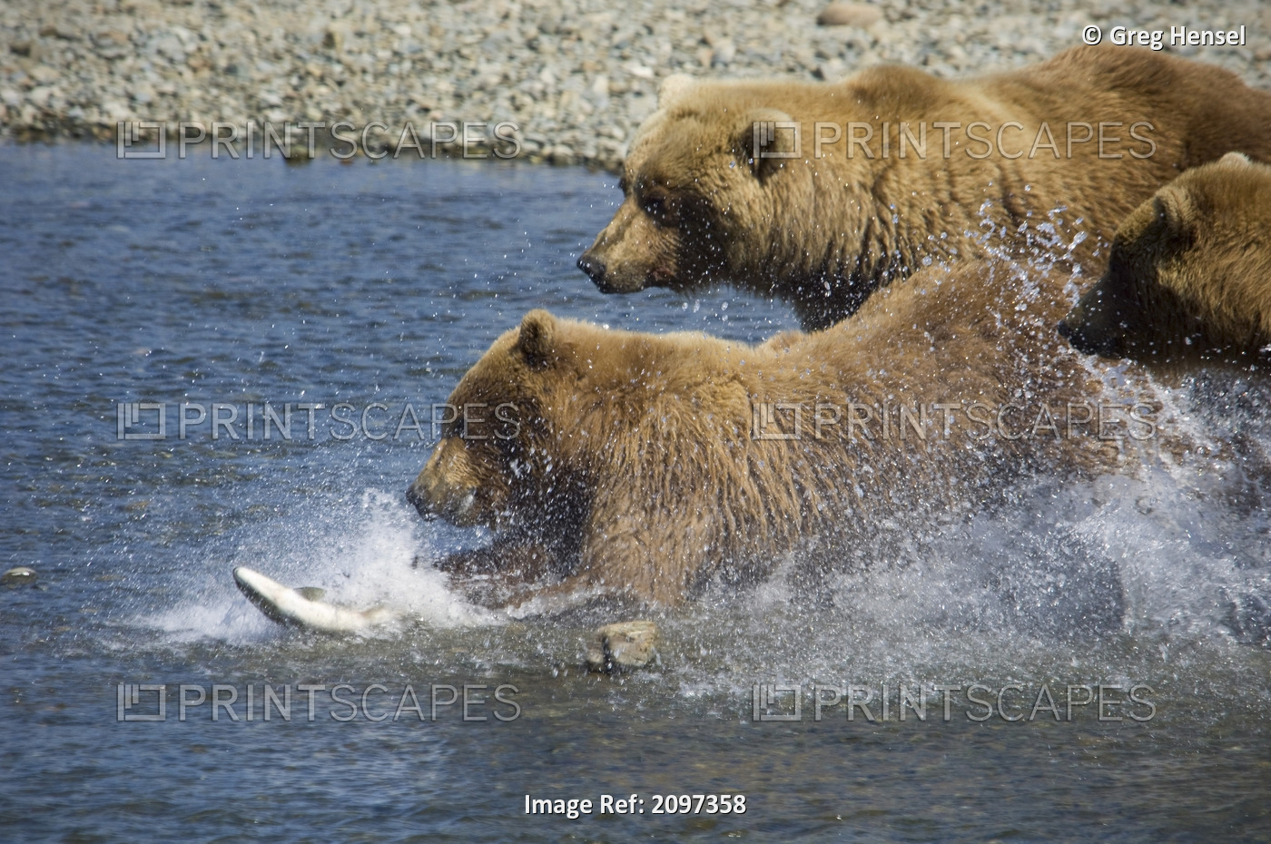 Mother Brown Bear And Her Cubs Chase Salmon At Mikfik Creek During Summer In ...