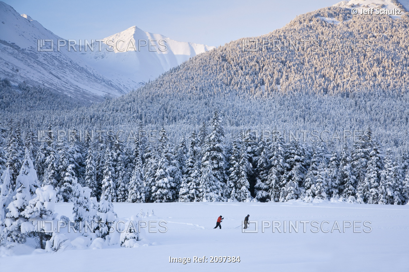 Couple Cross-Country Skiing In A Snowcovered Meadow Surrounded By Spruce Trees ...