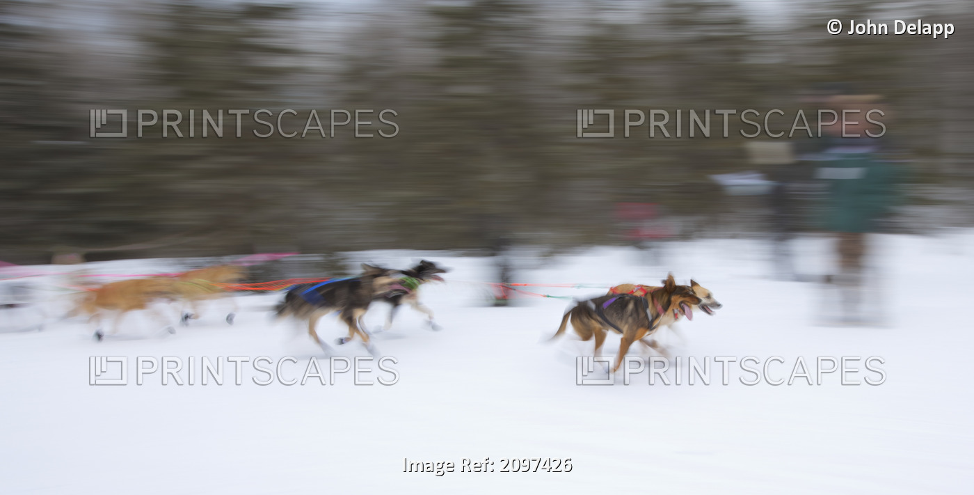 Blurred Motion View Of Sled Dogs Race Towards Campbell Airstrip During The ...