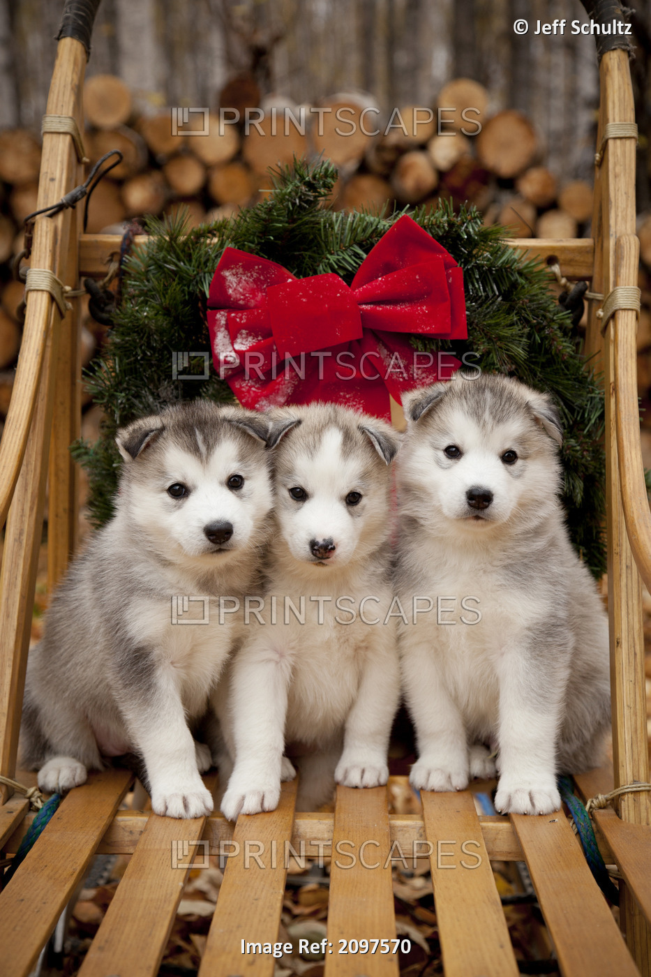 Siberian Husky Puppies In Traditional Wooden Dog Sled With Christmas Wreath, ...