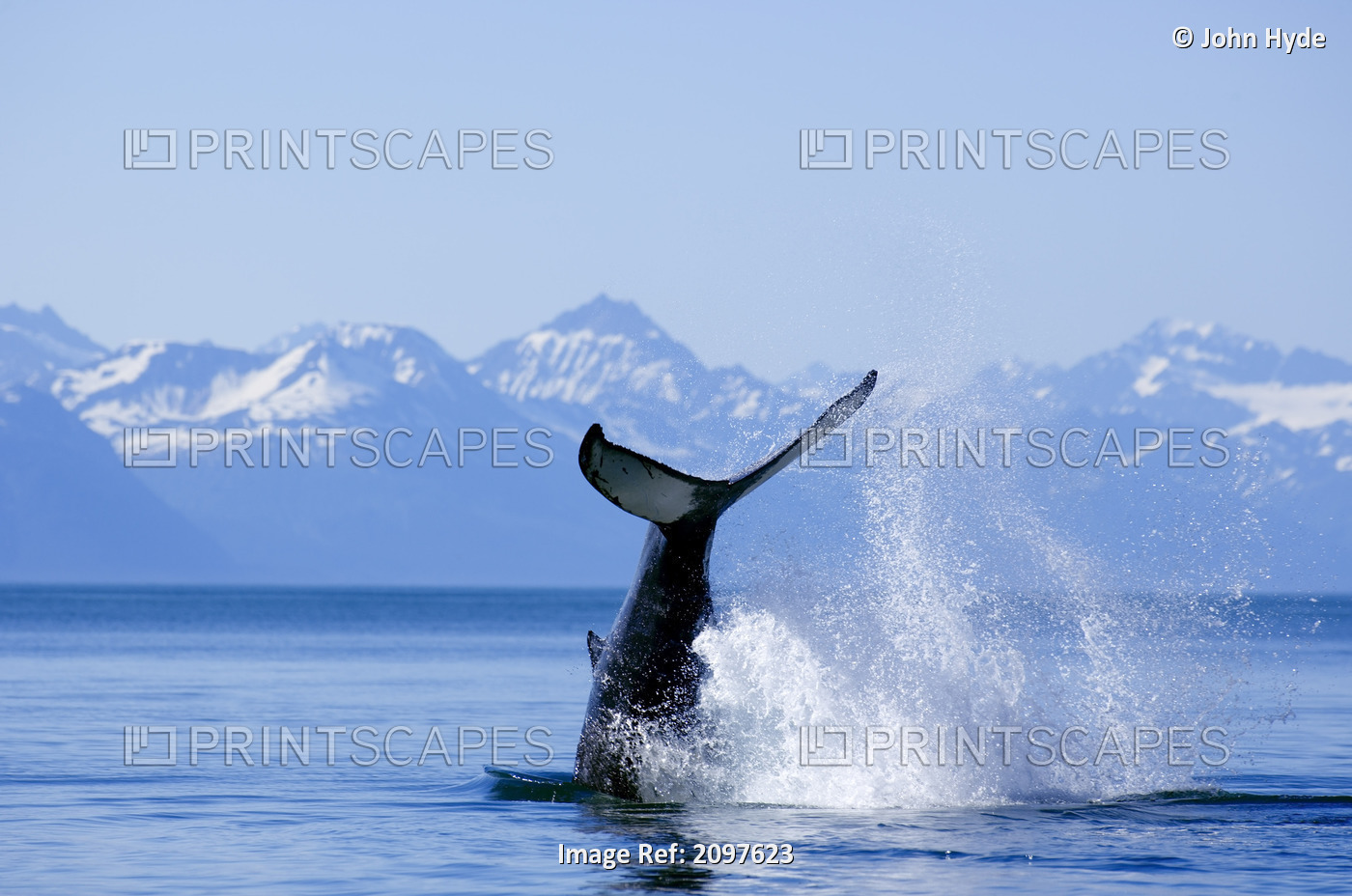 Humpback Whale Mother & Calf Tail Lobbing In Favorite Channel Juneau Alaska ...