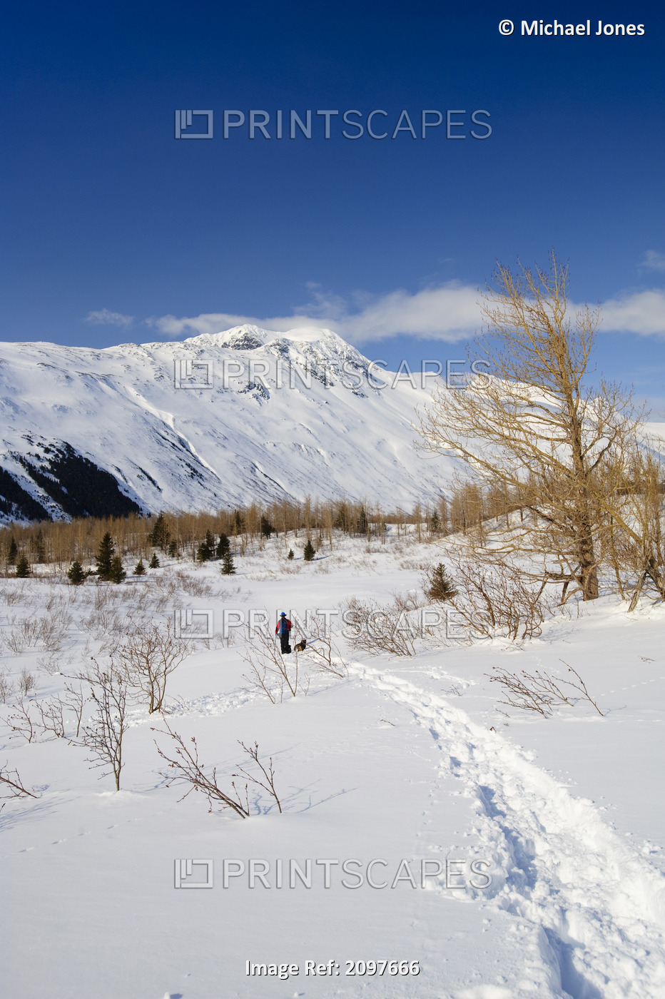 A Man And His Dogs Snowshoeing In Bear Valley With The Chugach Mountains In The ...