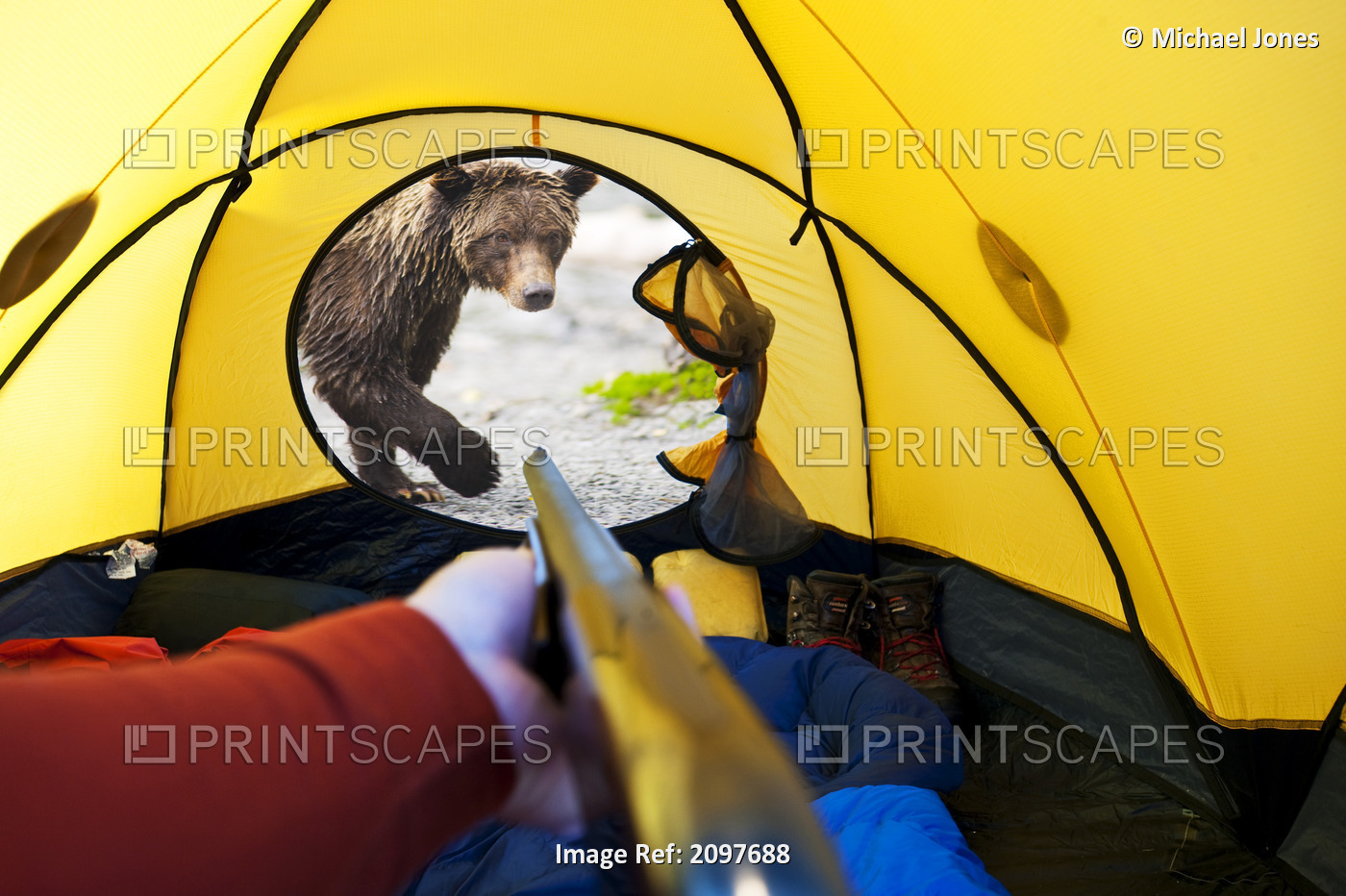 Composite Grizzly Bear Looking Through Tent Door With Man Inside, Alaska ...