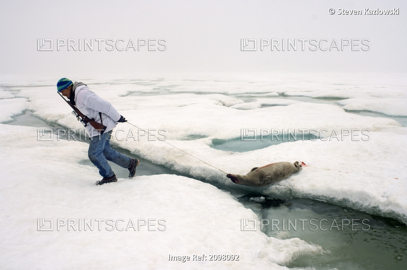 Native Hunter Drags Dead Seal Across Ice Returning From Hunt Pt.Hope Alaska