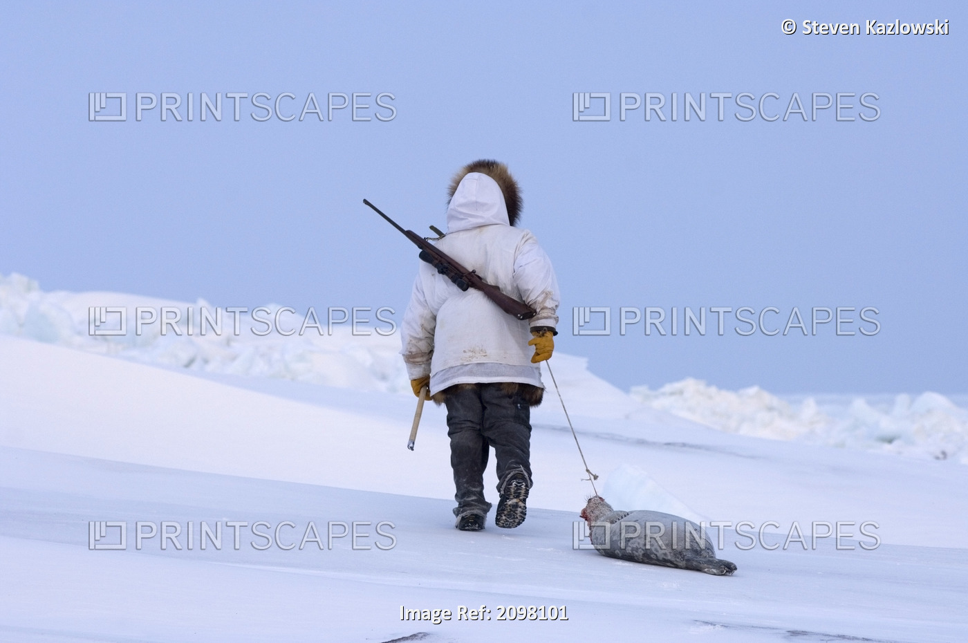 Inupiaq Hunter Pulls His Ringed Seal Catch On Ice Covered Tundra In Early ...