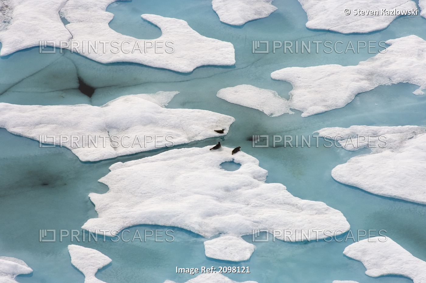 Aerial Of Ringed Seals Outside Their Breathing Holes On Multi Layer Ice *Water ...
