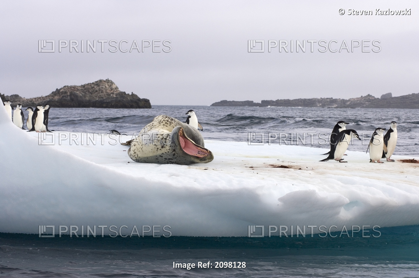 Leopard Seal Growling On Iceberg With Chinstrap Penguins Off The South Shetland ...
