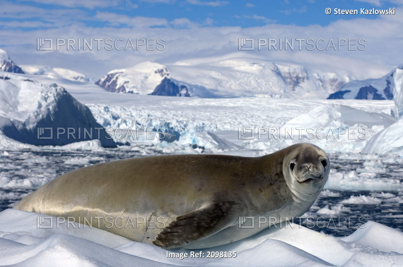 Lone Crabeater Seal Resting On The Glacial Ice Along The Western Antarctic ...
