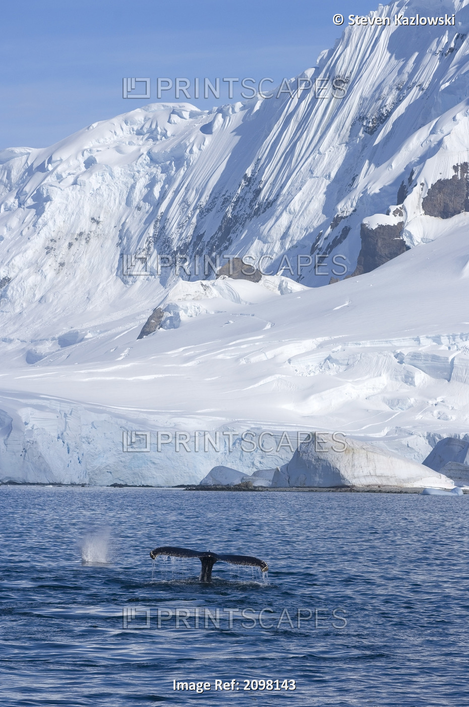 Humpback Whale Pair Feeding In The Waters Off The Western Antarctic Peninsula ...