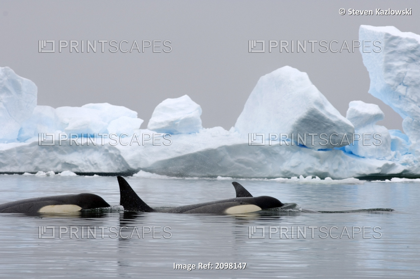 Orca Killer Whale Pod Traveling In Waters Off The Western Antarctic Peninsula ...