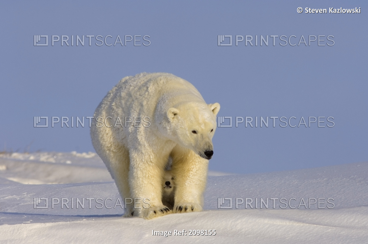 Polar Bear Sow And Newborn Cub Newly Emerged From Den Canning River Anwr Alaska