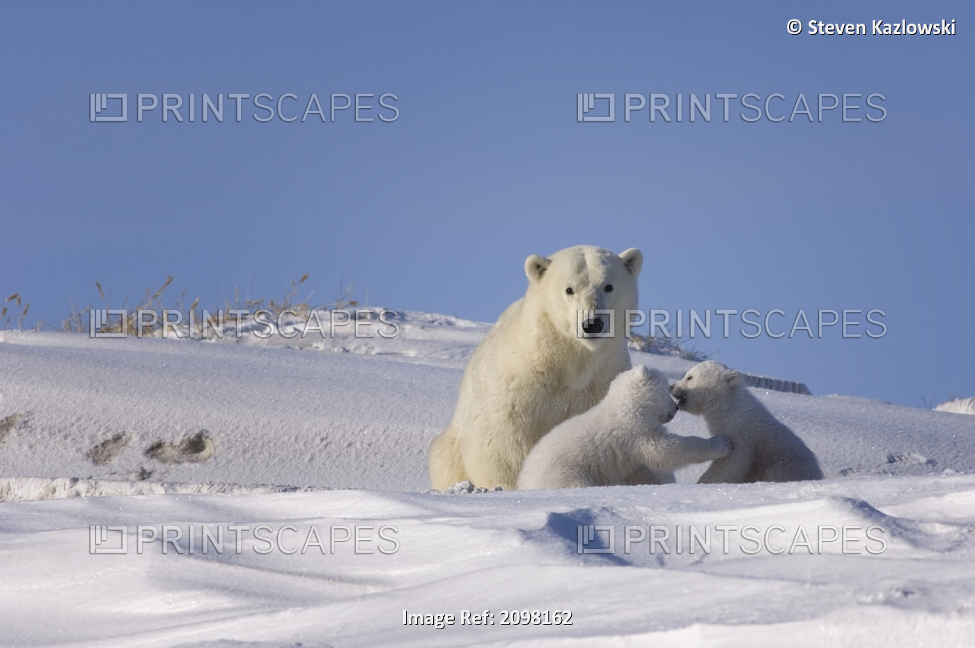 Polar Bear Sow Playing With Newborn Cubs Arctic Coast Canning River Anwr Alaska