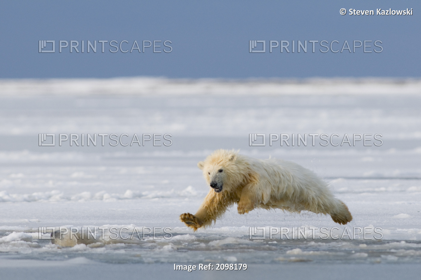 Polar Bear Cub Leaps Into Newly Forming Beaufort Sea Pack Ice Along The Arctic ...