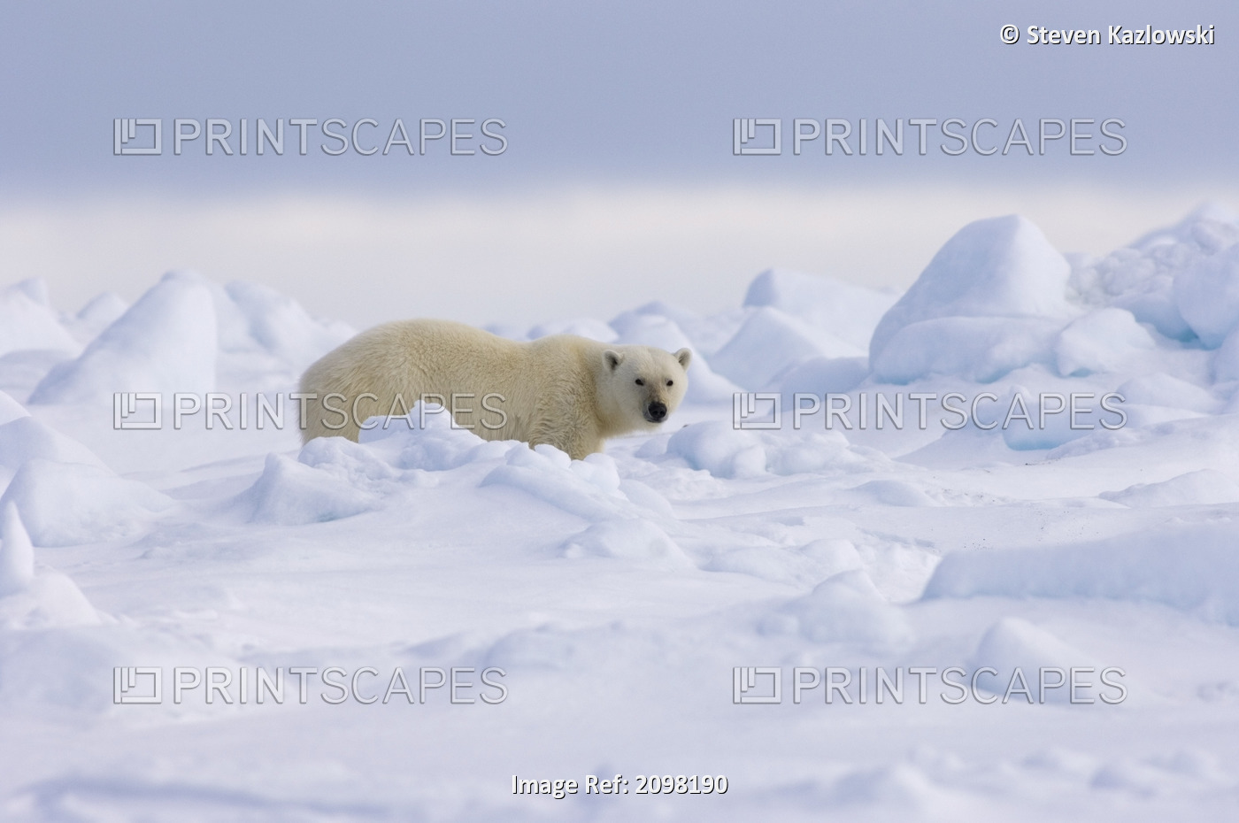 Polar Bear In Rough Ice On Frozen Eastern Chukchi Sea Arctic Alaska