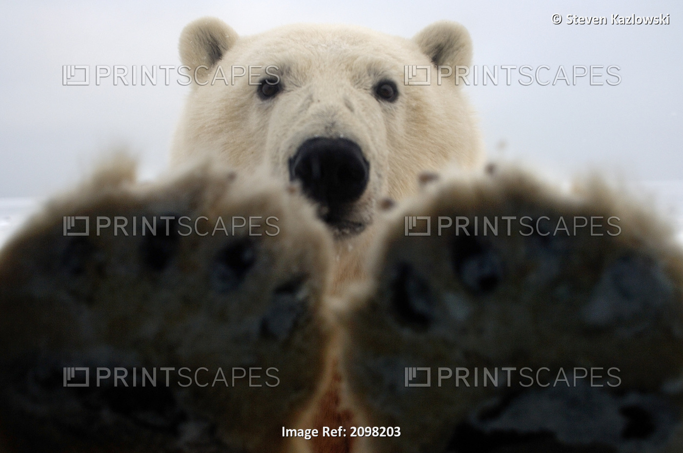 Polar Bear Curiously Looks In Truck Window Coastal Plain Anwr Alaska
