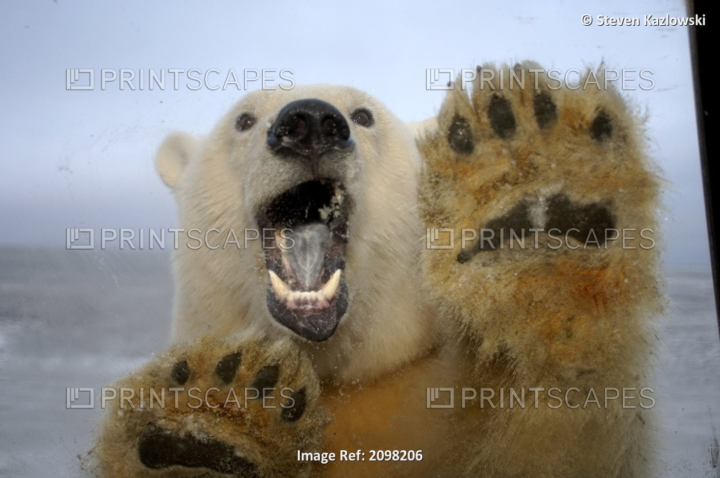 Polar Bear Curiously Looks In Truck Window Coastal Plain Anwr Alaska
