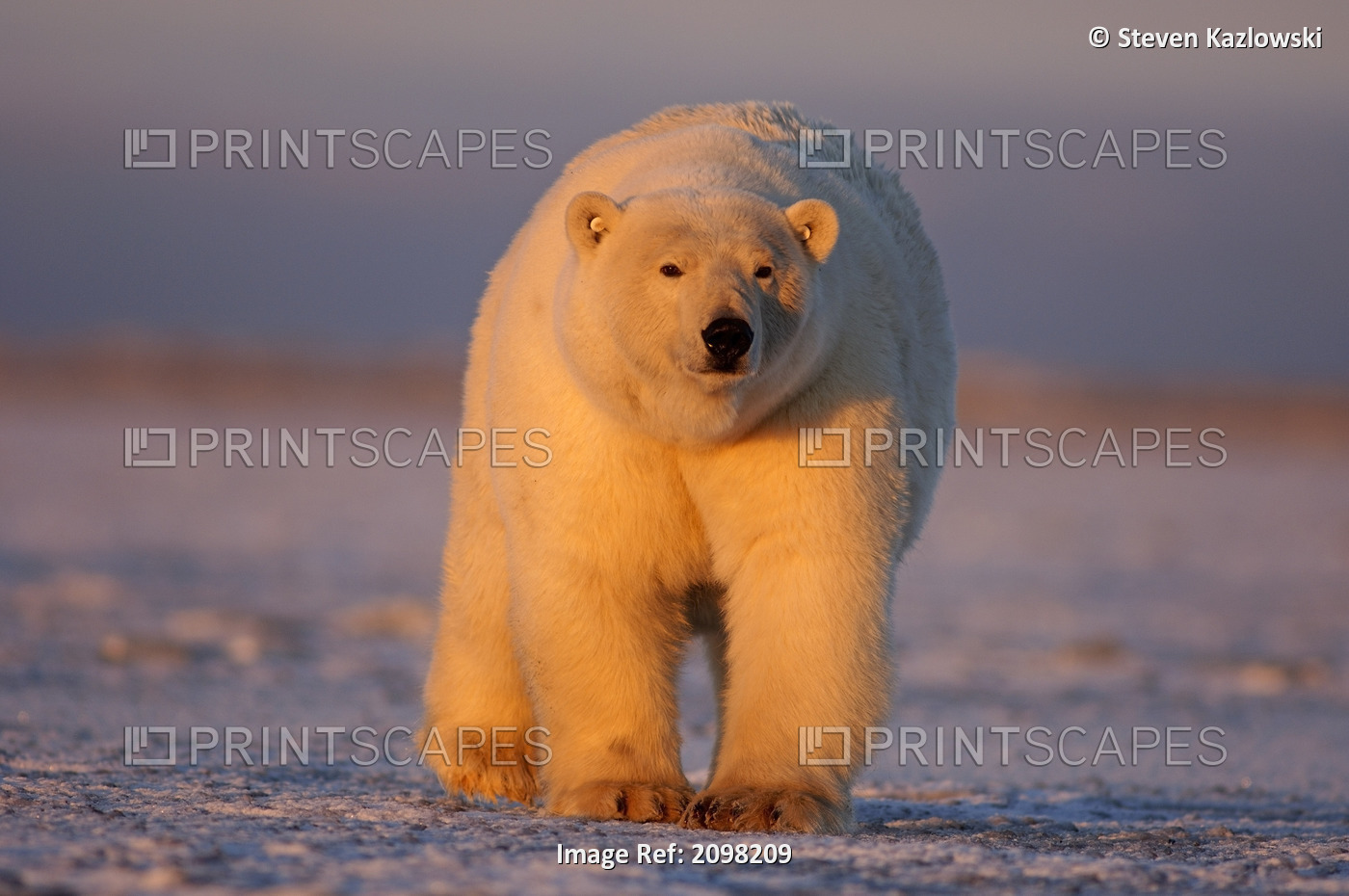 Polar Bear Walking On The Pack Ice At Sunset Coastal Plain Anwr Alaska