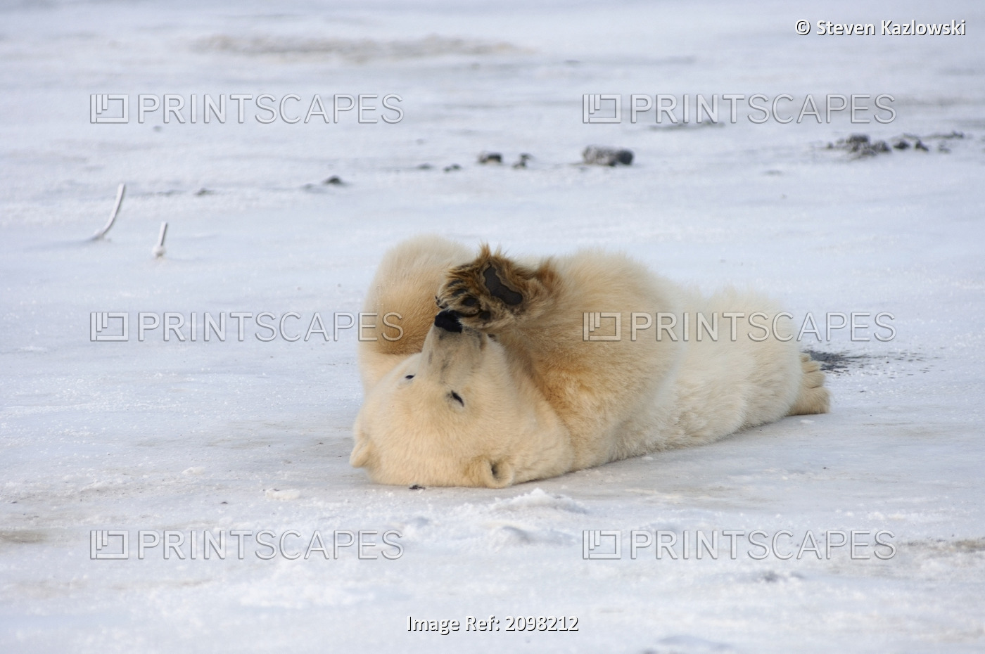 Polar Bear Rolling Around On The Pack Ice Coastal Plain Of The Anwr Alaska